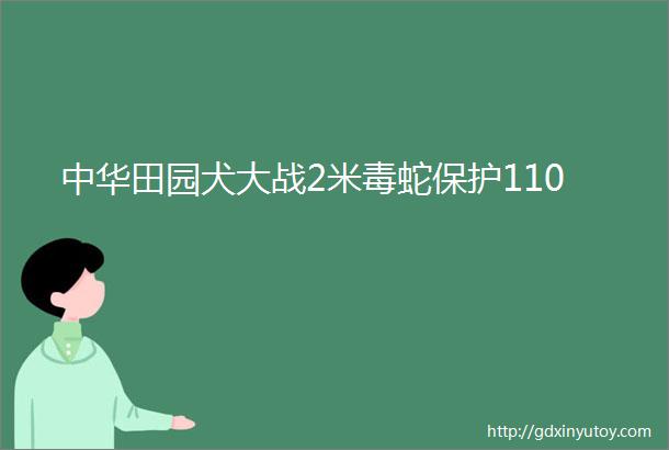 中华田园犬大战2米毒蛇保护110