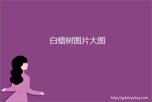 白蜡树图片大图