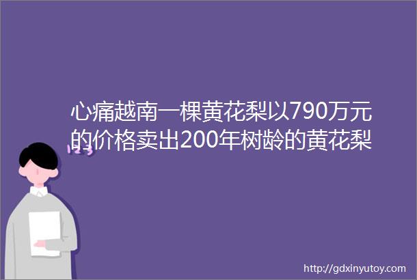 心痛越南一棵黄花梨以790万元的价格卖出200年树龄的黄花梨就这么没了